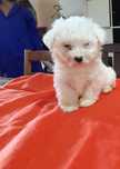 Excelente fêmea Bichon Maltes Mini