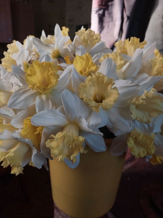 Луковицы нарцисса трубчатого