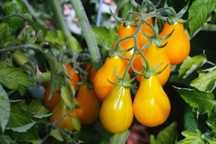 50 Sementes Tomate Pera Amarelo