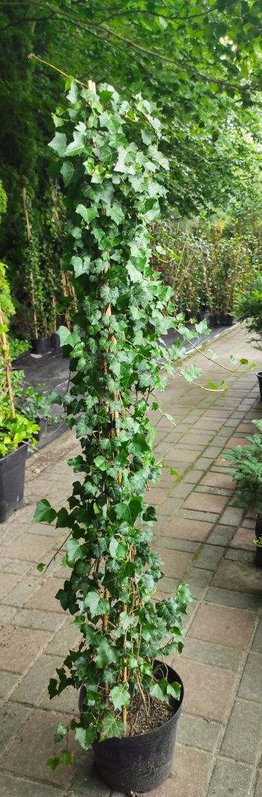Bluszcze Hedera Helix duży wybór
