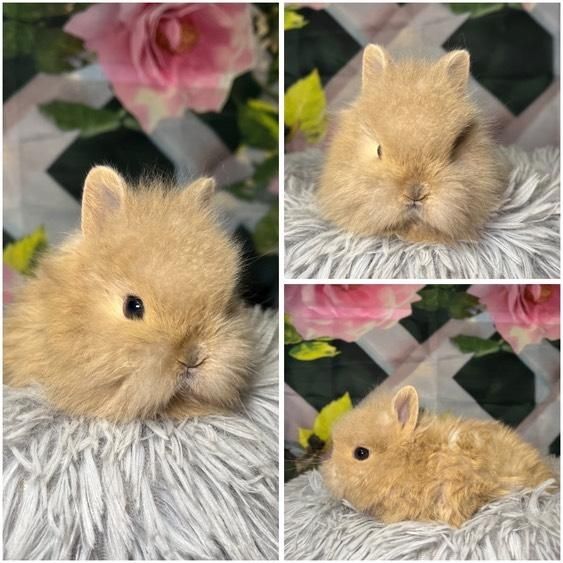 Karzełki Teddy Mini