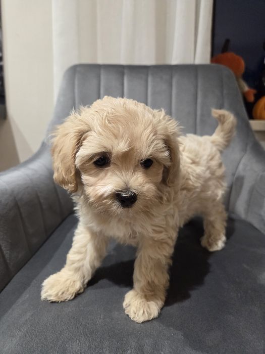 Pudel & maltańczyk maltipoo szczeniak