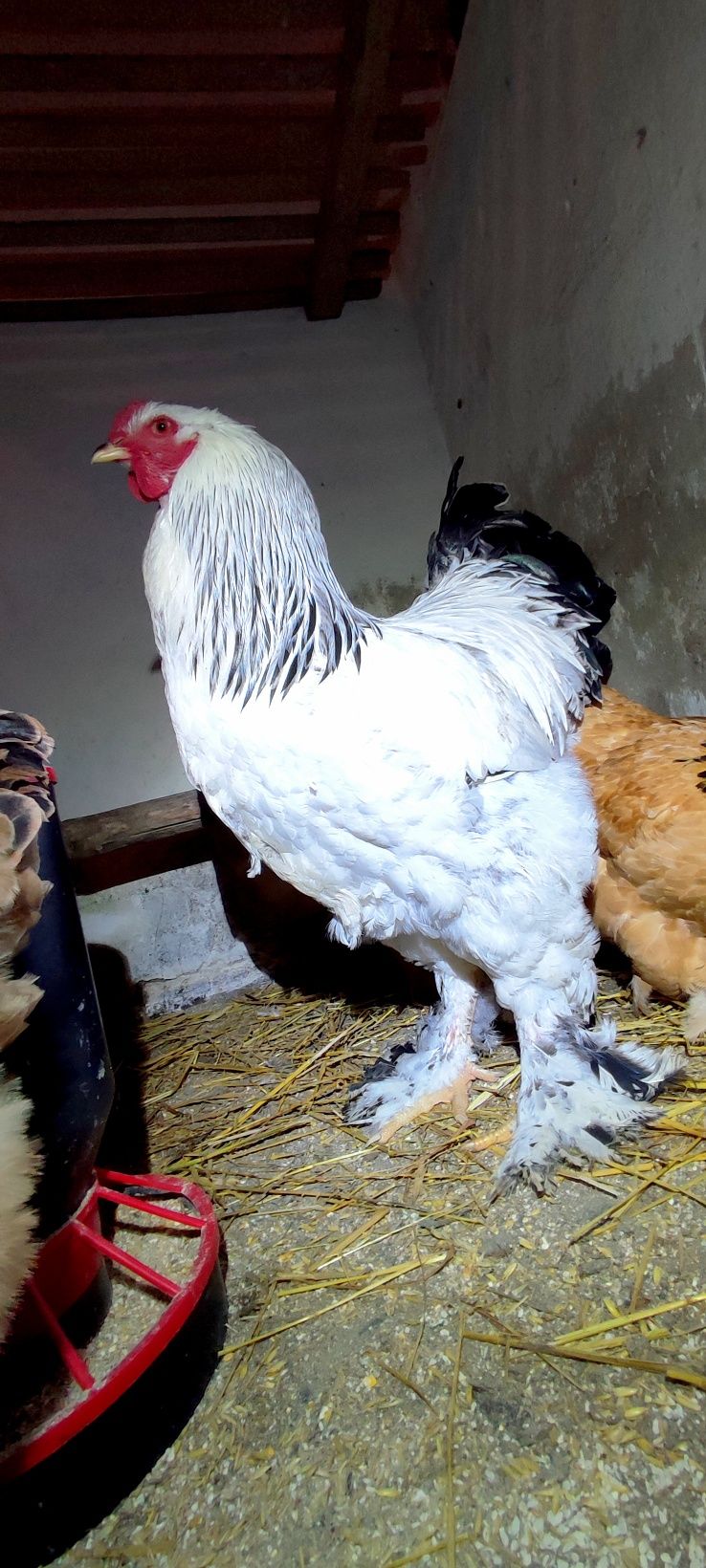 Sprzedam jaja lęgowe Brahma