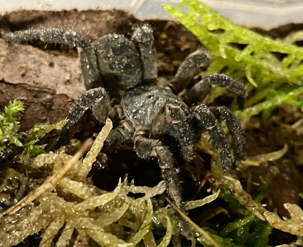 SOMGTHELA sp podrostki trapdoor spider pająk liphistius true spiders