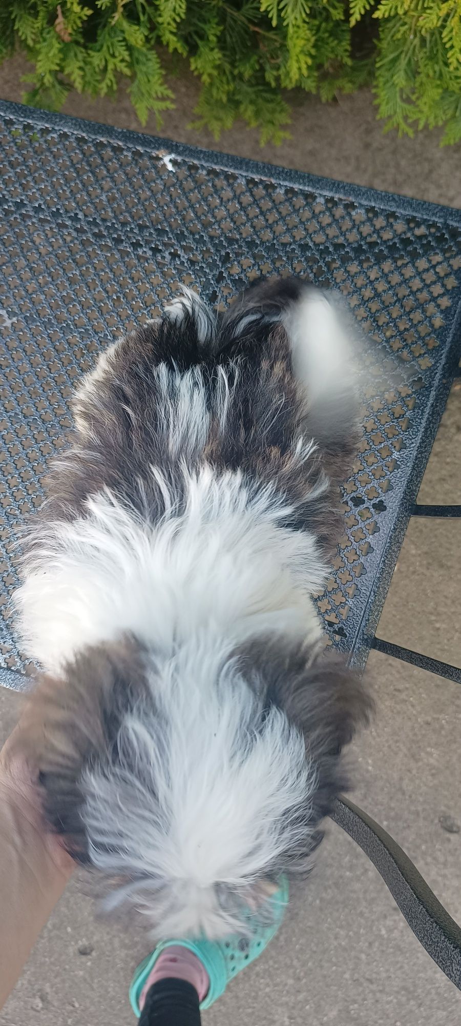 Mal shi, komplet szczepień ( maltańczyk, shih tzu)