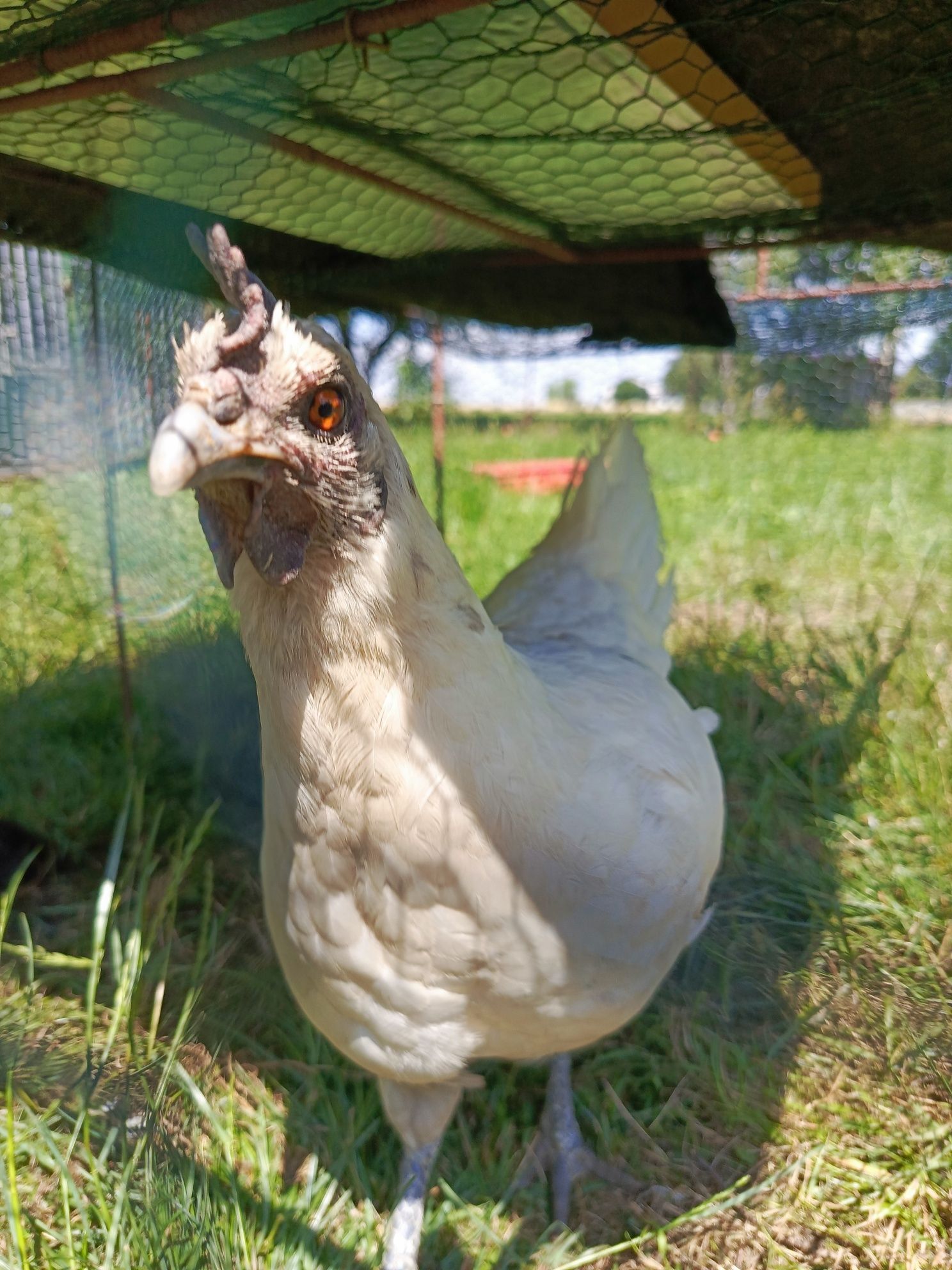 Młody kogut ayam cemani x leghorn tzw. "Zombie chicken"