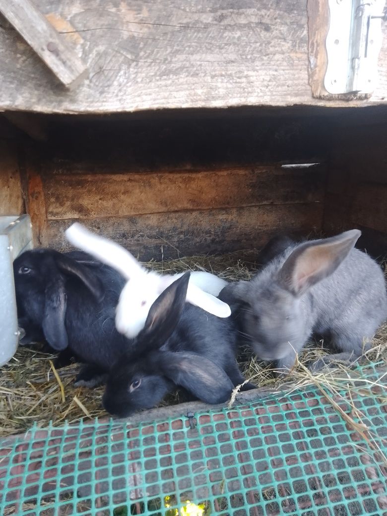 Sprzedam młode samce