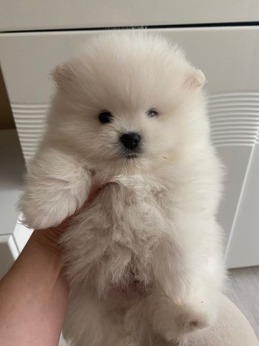 Biały Szpic Miniaturowy Pomeranian Miś ZkwP FCI