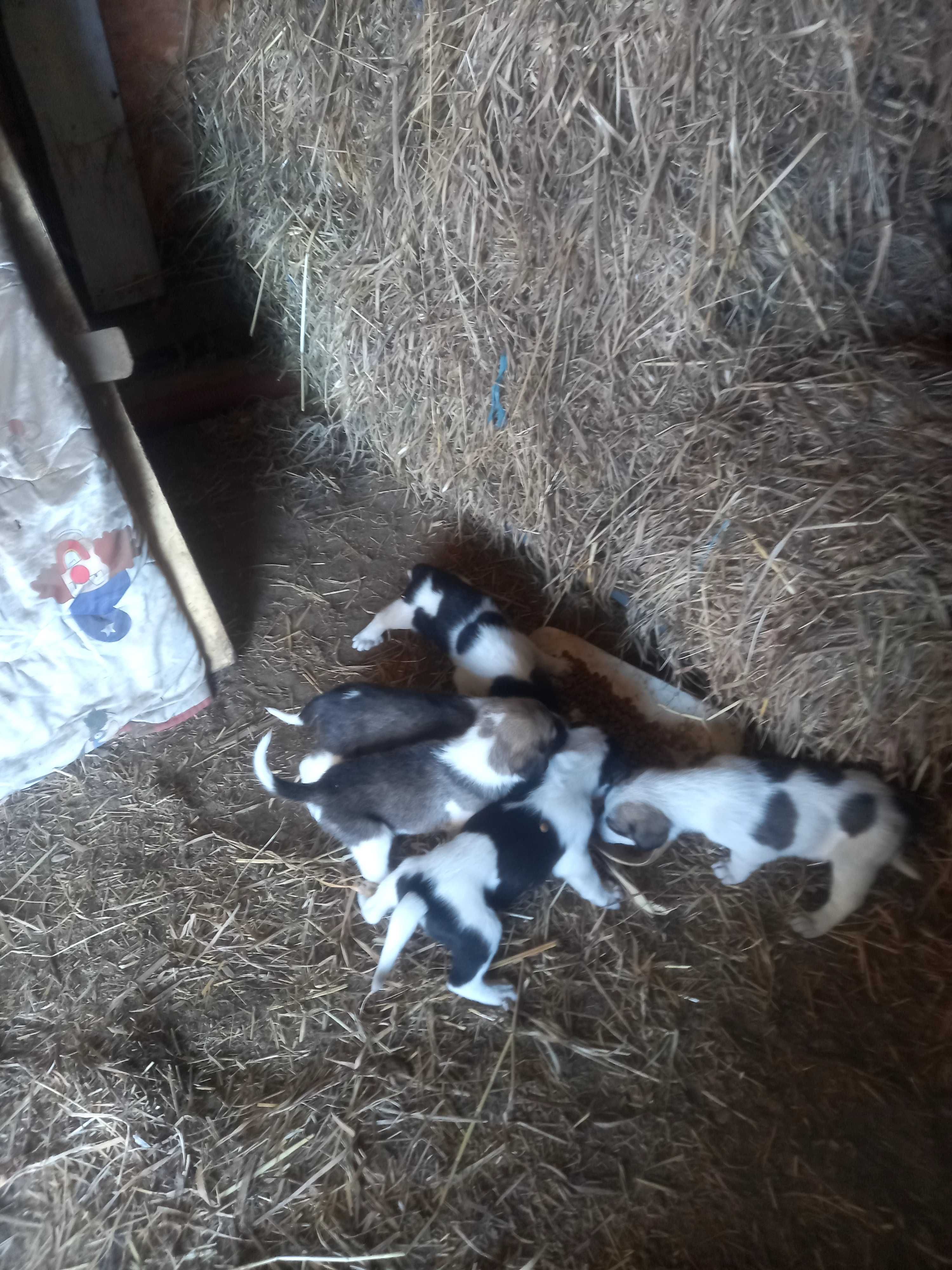 Cães rafeiro alentejano puros
