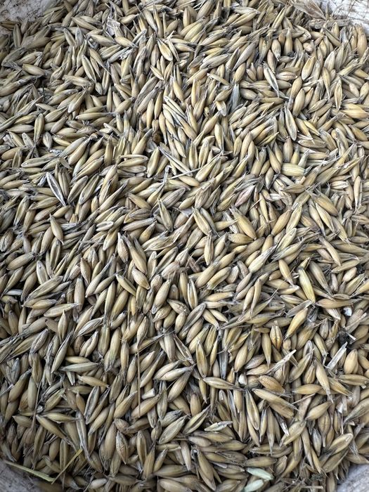 Sprzedam owies jary oraz pszenżyto ozime zbiór 2025