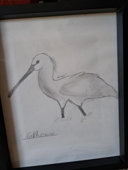 Desenho Colhereiro