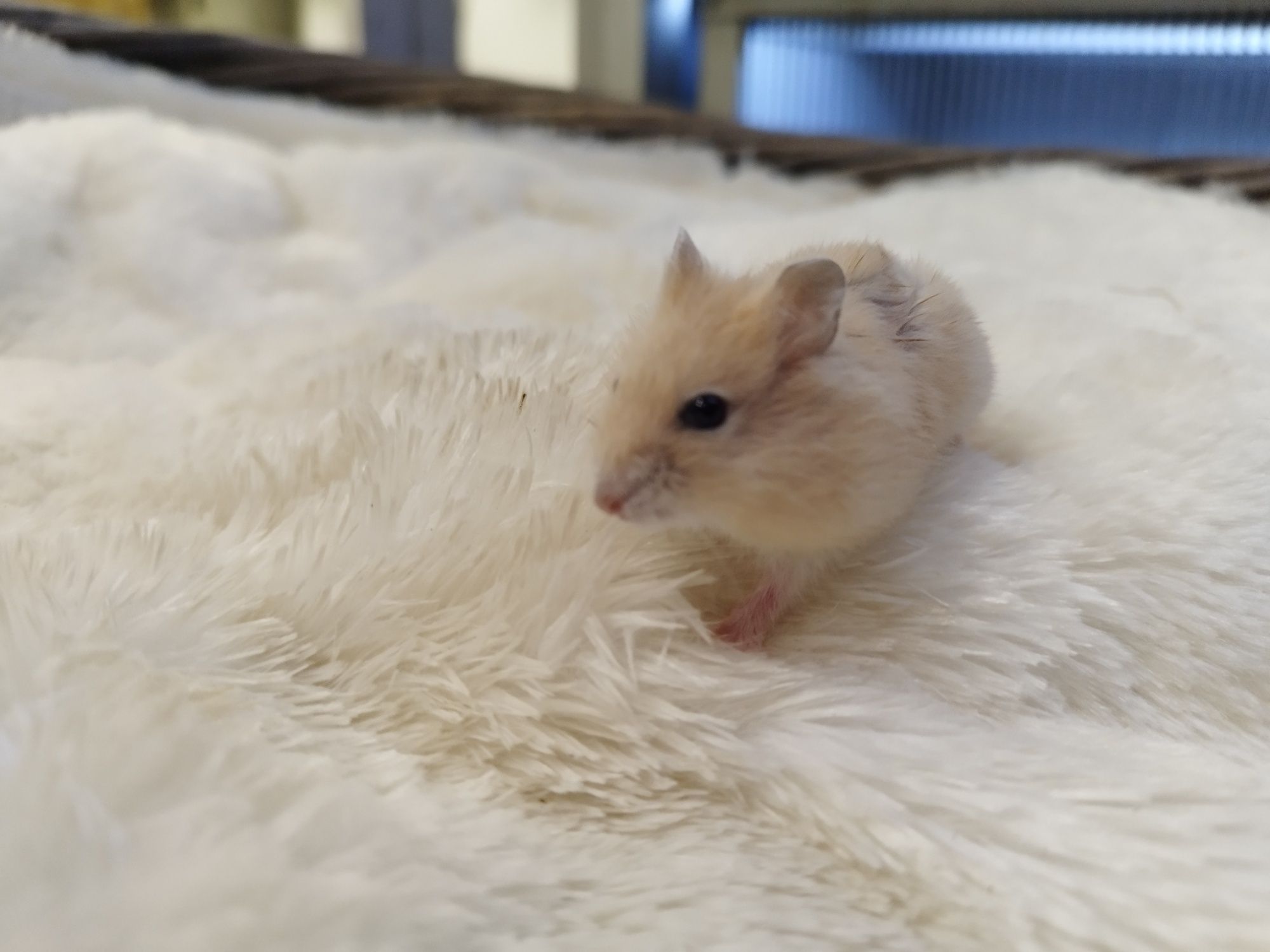 Chomik Hybryda Dżungarska Herbaciany MASSON