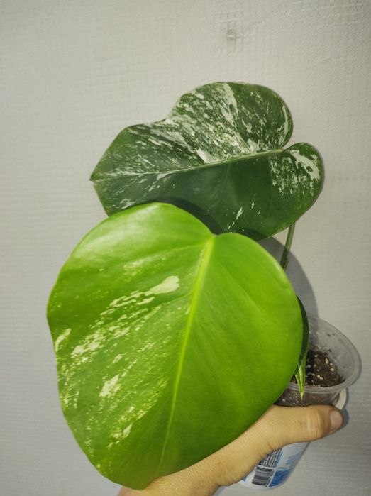 Монстера карстеніанум альба піннатум марбл