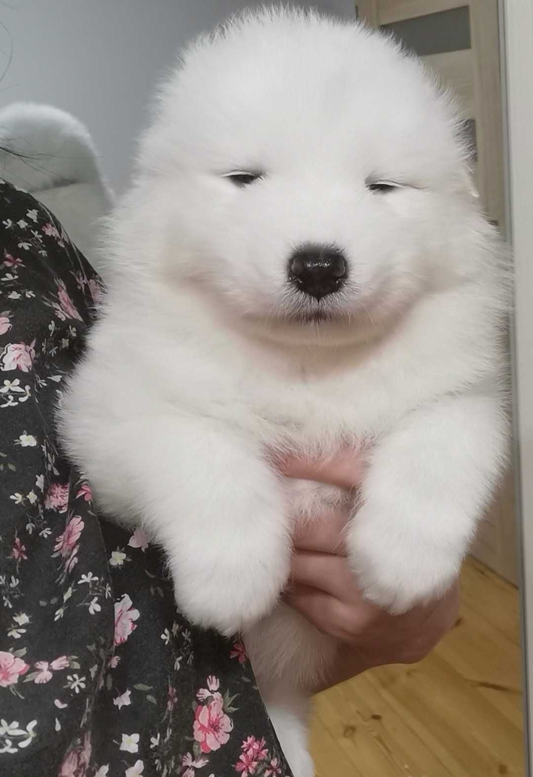 Samoyed z rodowodem szczenię śliczny samiec samoyed