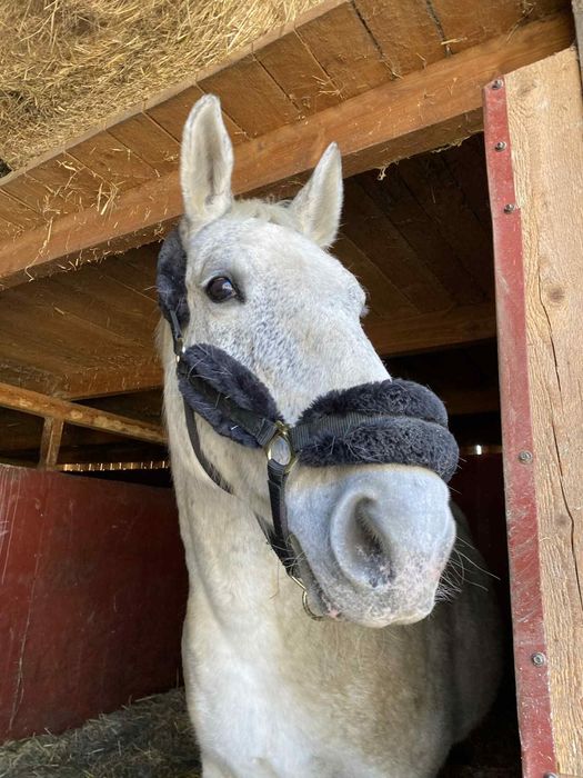 Klacz śląska sprzedam