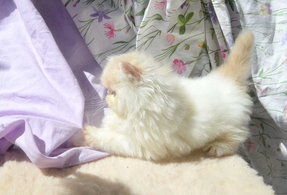 Kocurek perski - kremowy z białym - dostępny