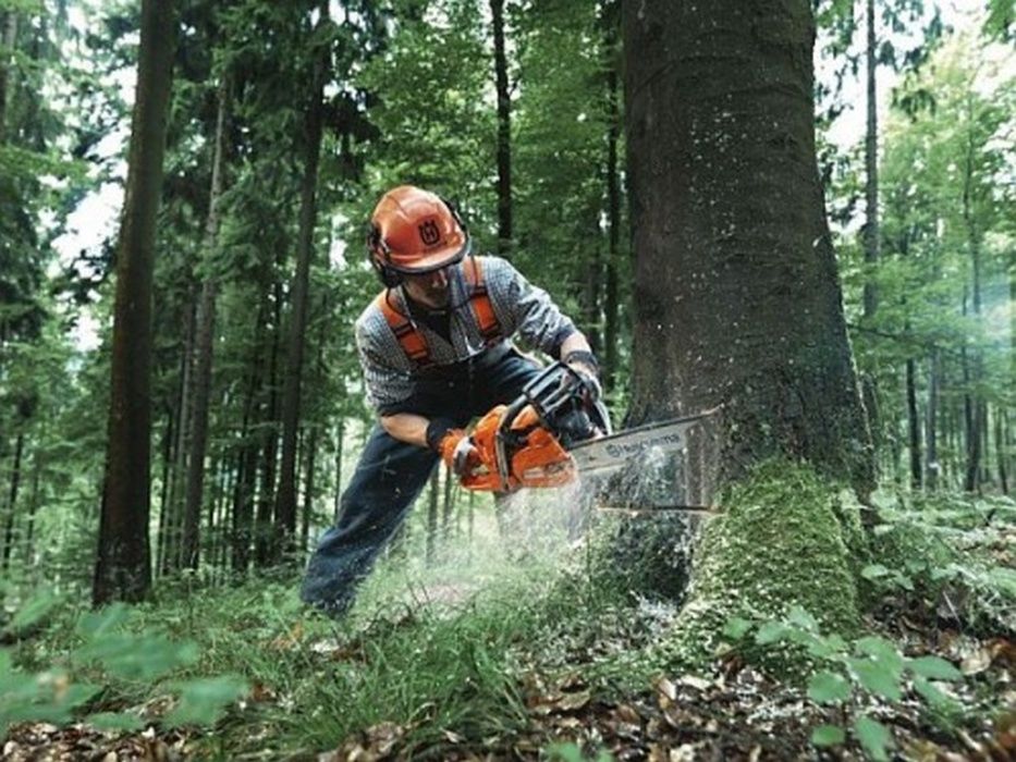Wycinka drzew, Frezowanie pni, Koszenie trawy, Usługi ogrodnicze