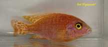Aulonocara “Fire Fish”     od "P"