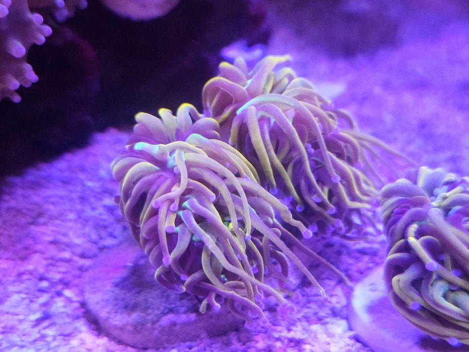 Corais Euphyllia Dragon tamer e goniopora