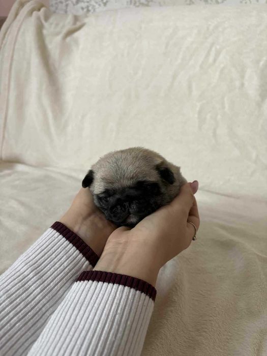 Przepiękny Piesek Mops