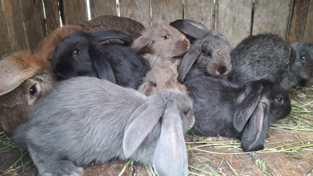 Продам кролів на розвід і тушкою.