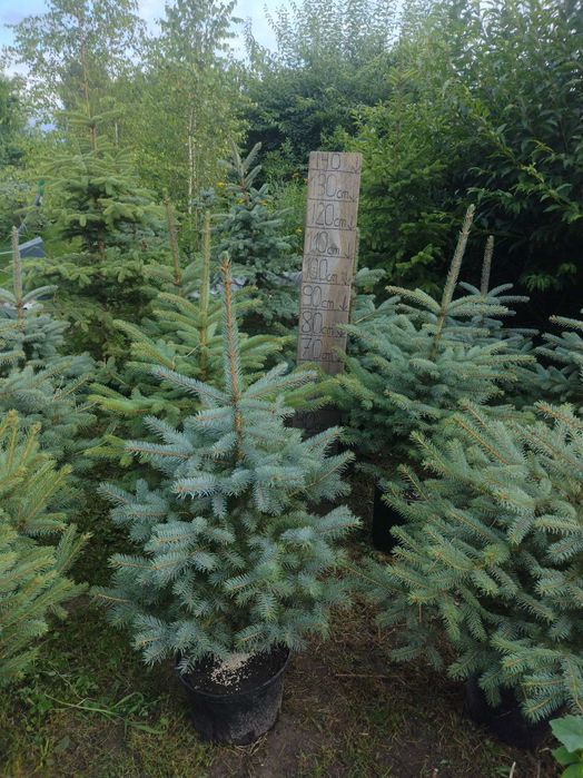 Świerk srebrny srebrzysty kłujący duży