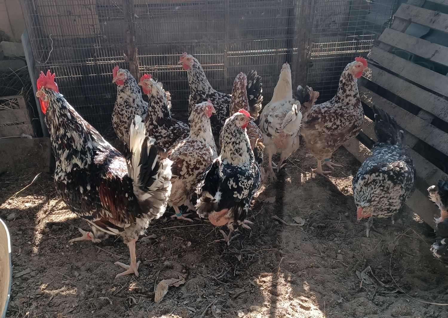 Продам курей Ливенская ситцевая