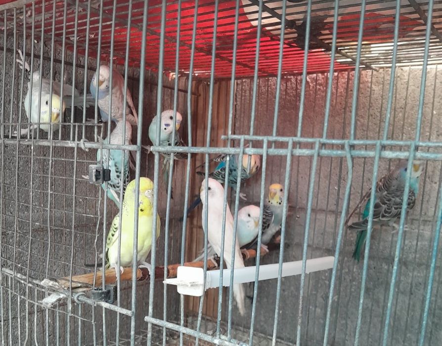 Periquitos australianos