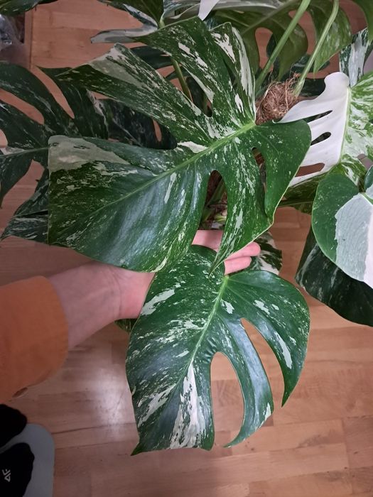 Duzy szczyt monstera deliciosa variegata ciety szczyt