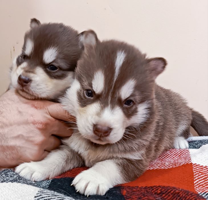 Шоколадний колір волошкові очі