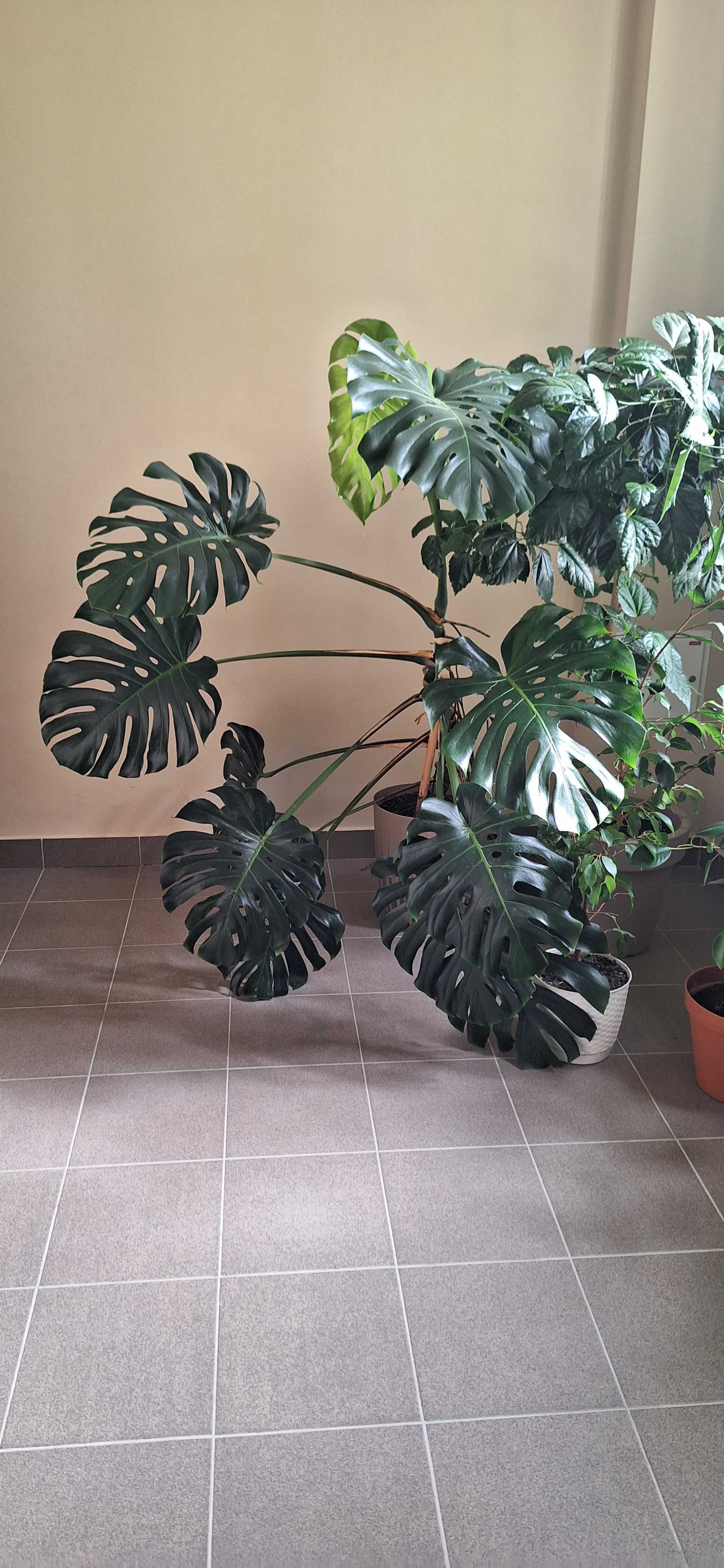 Monstera bardzo duża