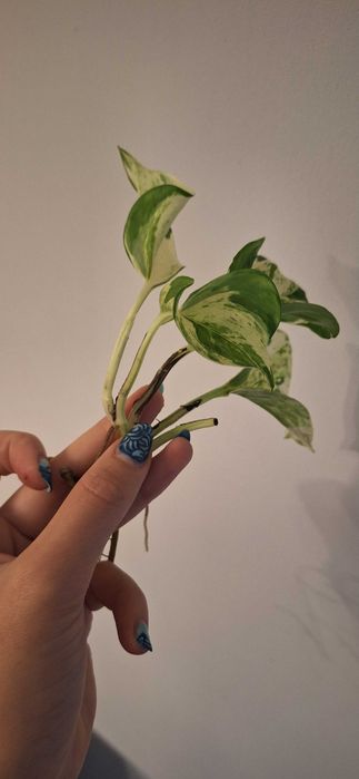 Piękne Epipremnum happy leaf