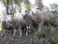 Carneiro (ovelhas, macho)