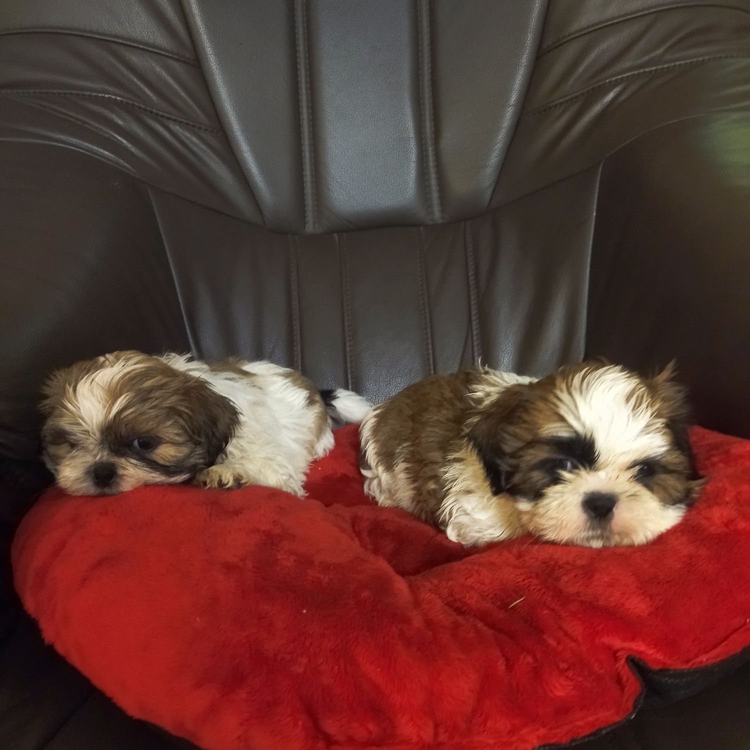 Shih tzu szczeniak