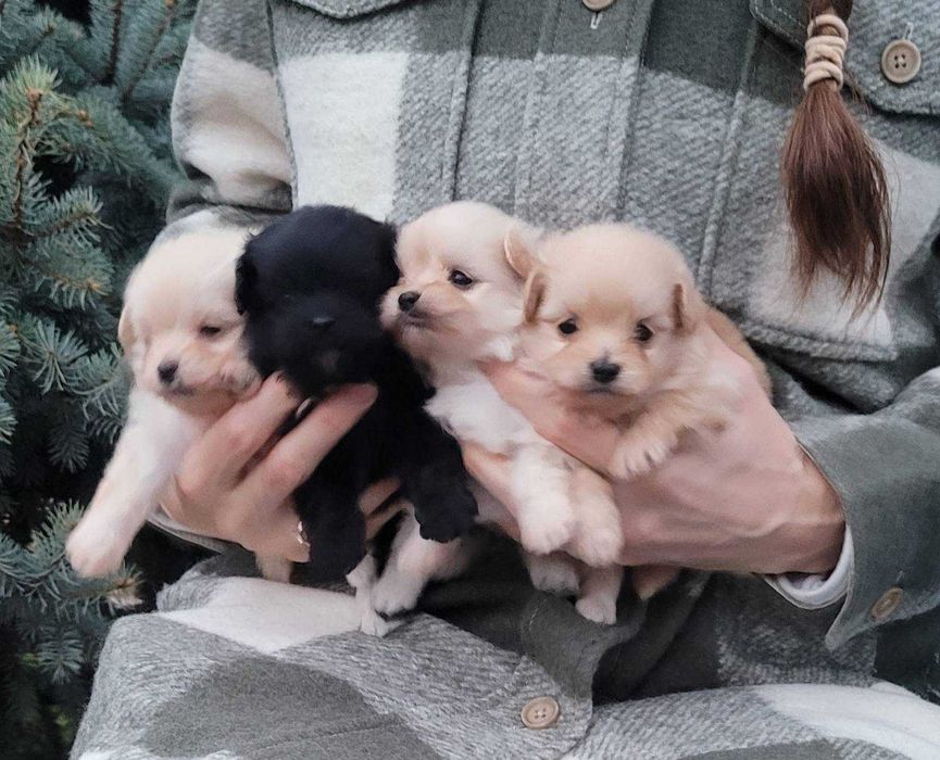 Цуценятка міні ПомаПу айворі, світла карамель, чорний. Кияне