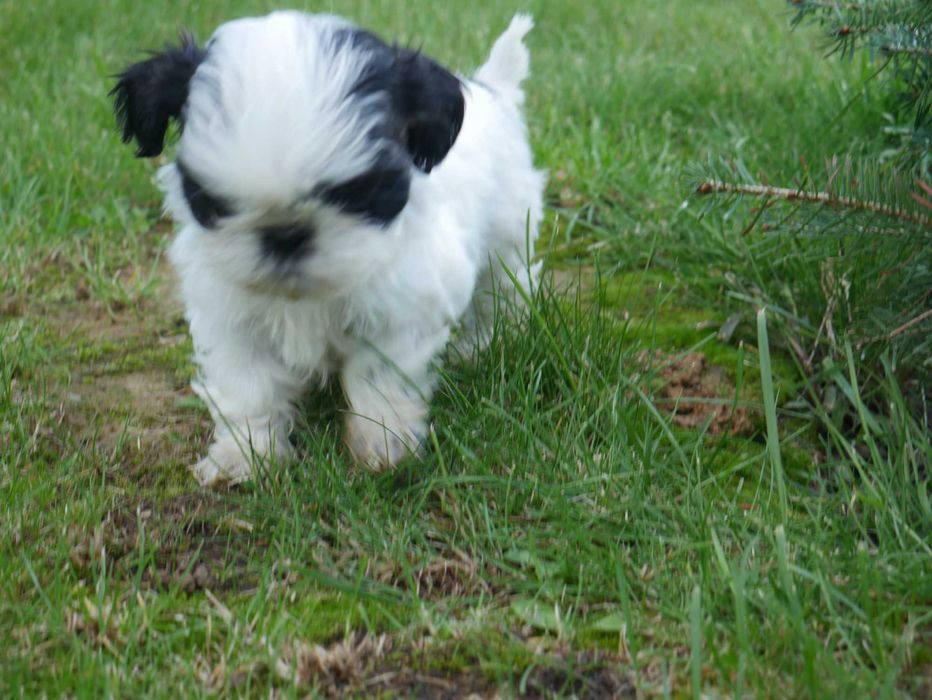 SHIH TZU - mini piesek