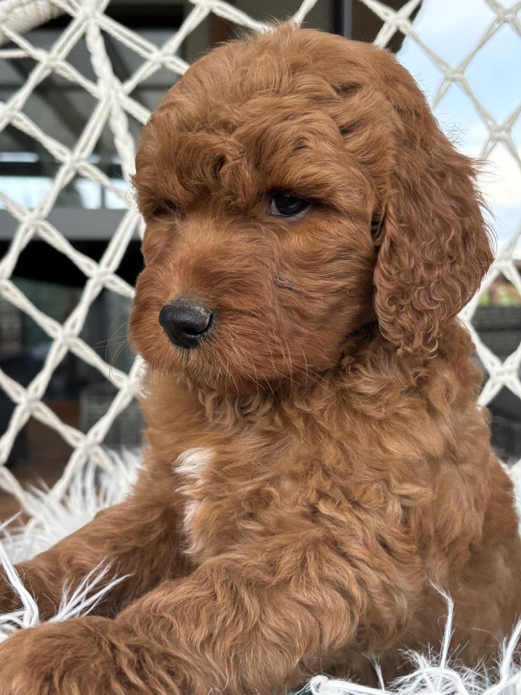 Goldendoodle piesek