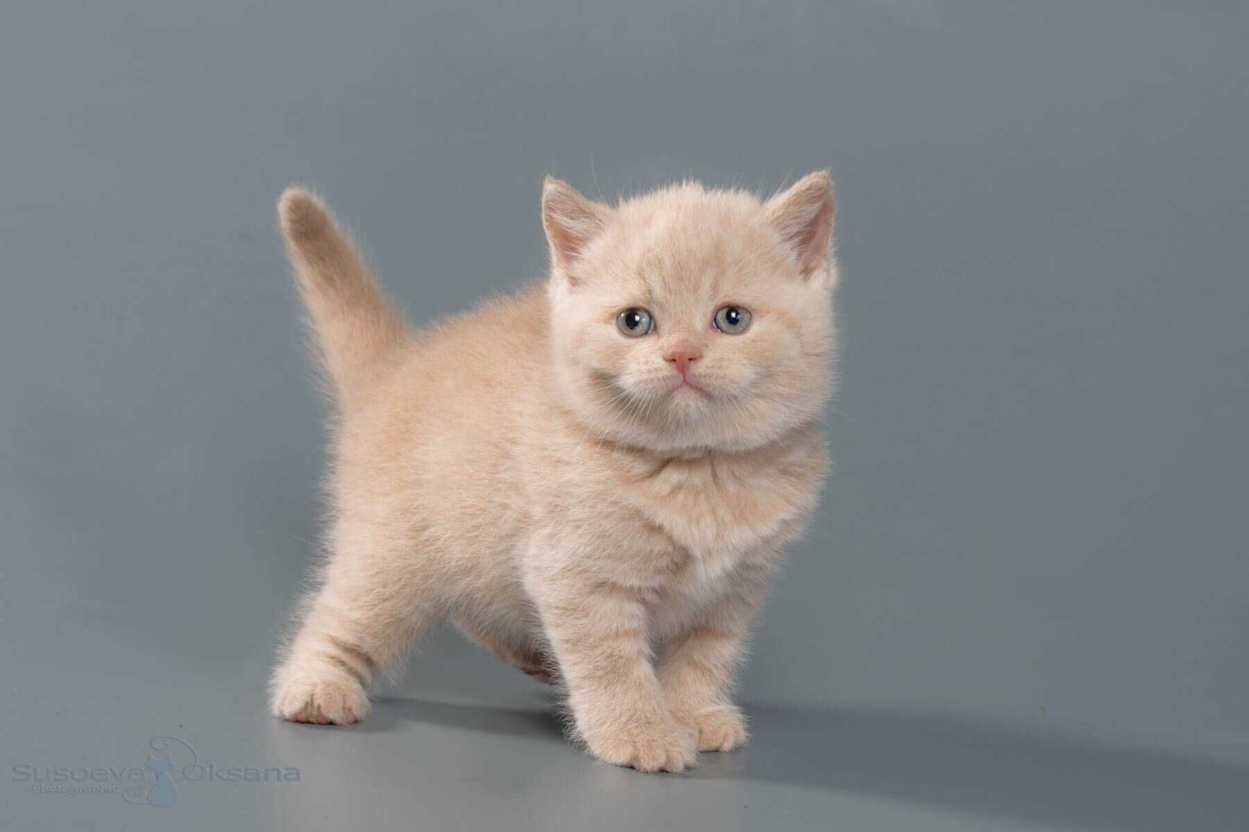 Британский кот персиковый окрас на вязку