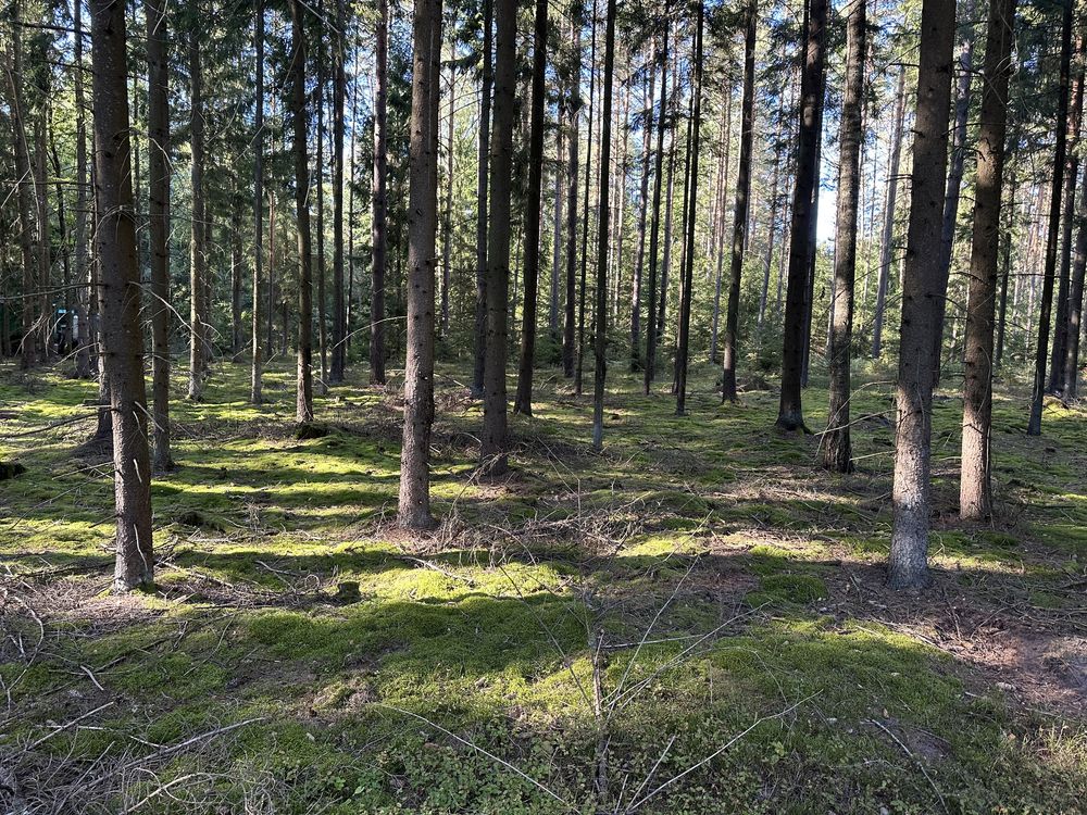 kupimy drewno na pniu, samosiewy odpady drzewne, Gałęzie, s2a/op