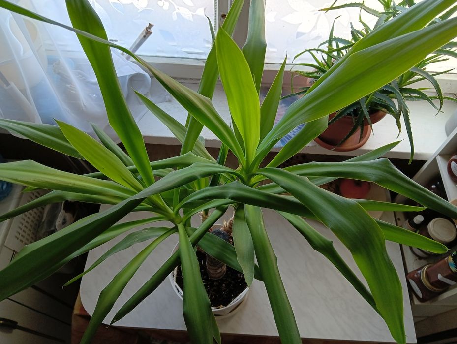 Piękna yucca juka wysokość ok 30 cm