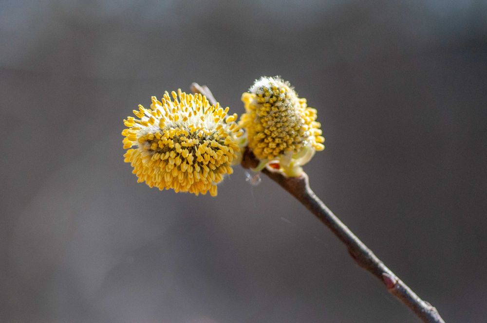 Cosina AF 100mm f/3.5 Macro для Nikon