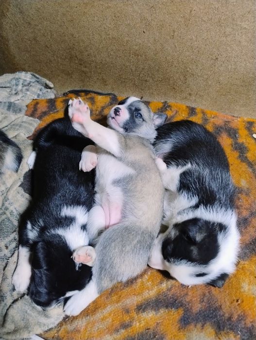 Щенята дворняжки віддам в добрі руки