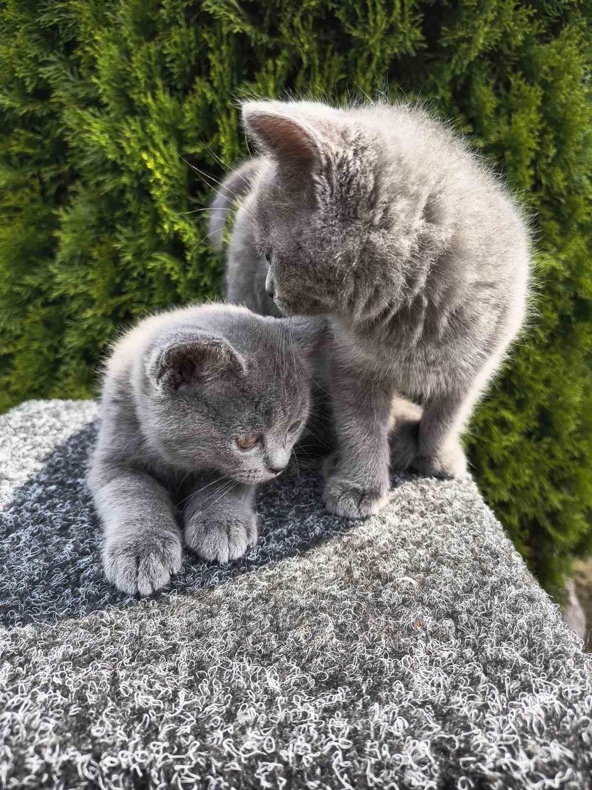 Скотіш фолд хлопці та дівчата