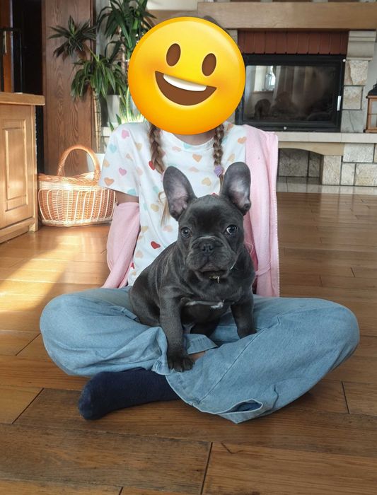 Piesek DO ODBIORU! Buldog francuski BLUE pies piesek szczeniak