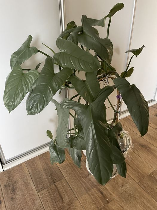 Filodendron Silver Queen