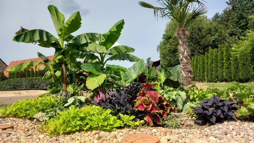 Alokazja Calidora Alocasia
