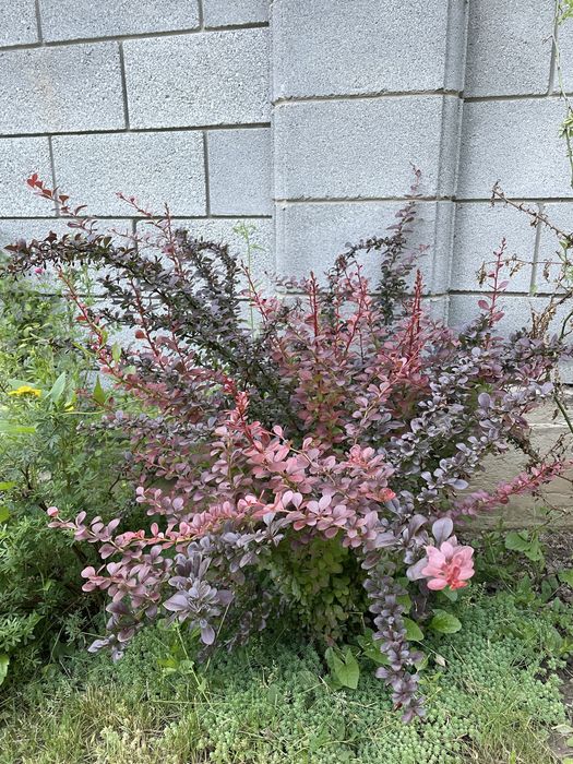 Барбарис Тунберга бордового кольору