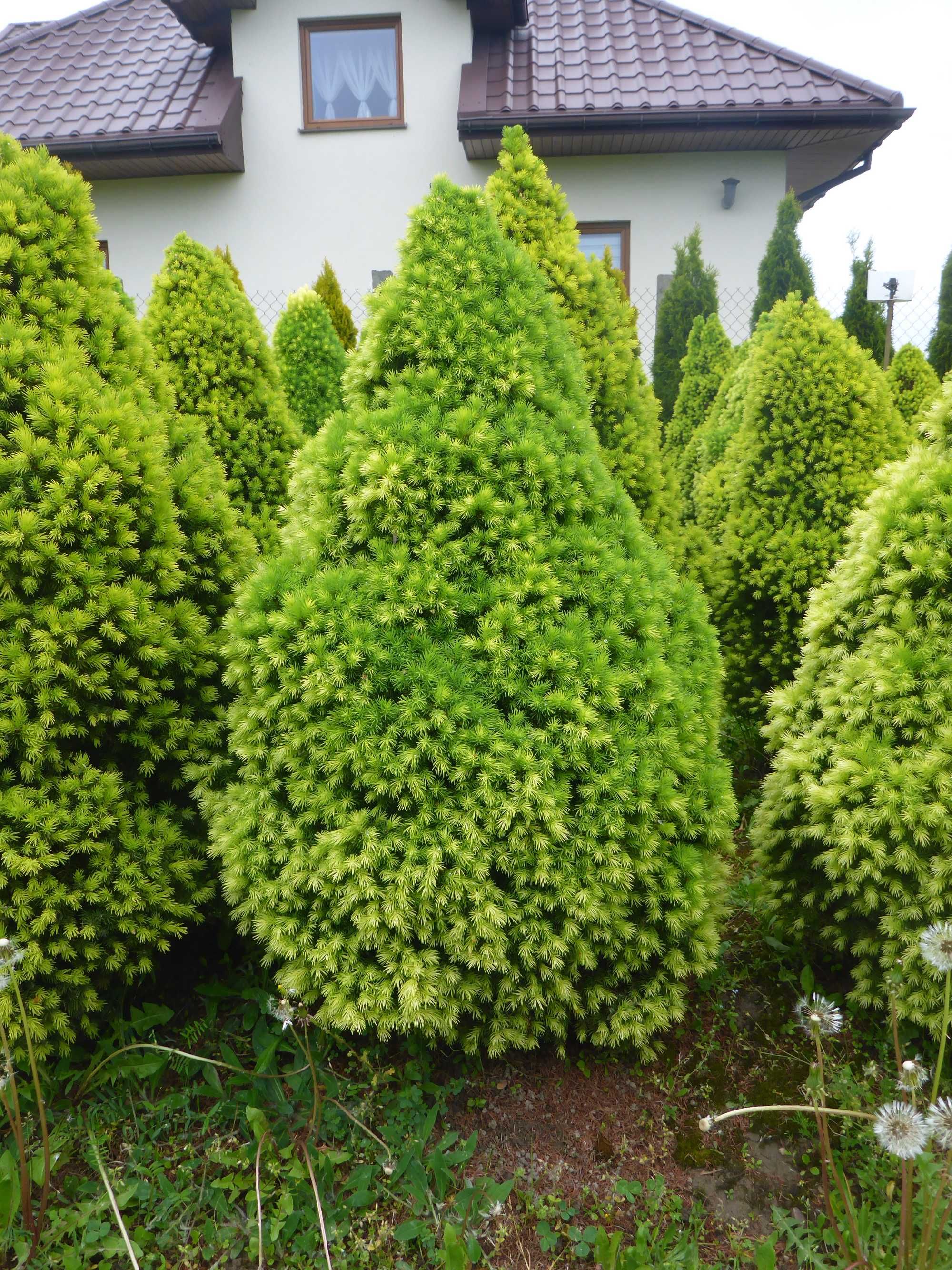 XXL _ CONICA świerk biały PICEA GLAUCA _ 100cm _ 90cm daisy's white