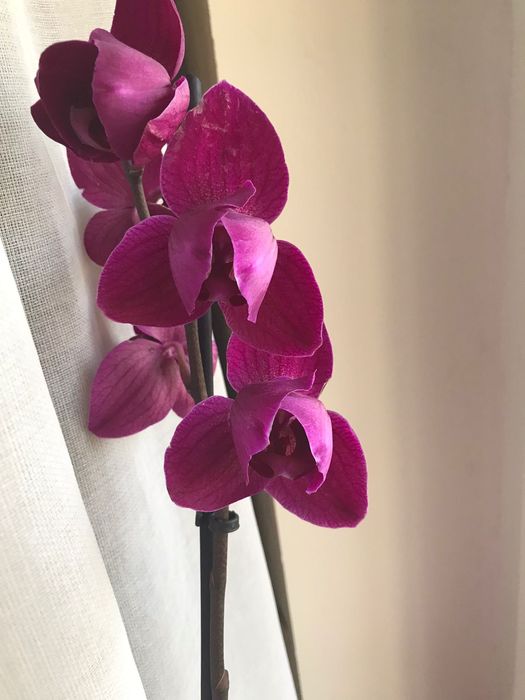 Орхідея, фаленопсит розпродаю свою колекцію