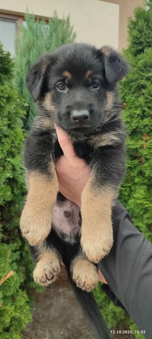 Продаж цуценят німецької вівчарки